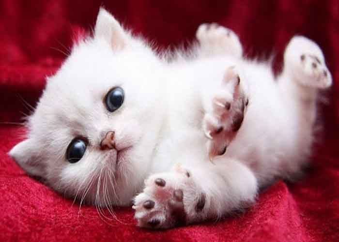 Phân tích giấc mơ thấy mèo trắng bật mí ý nghĩa gì đáng sợ?