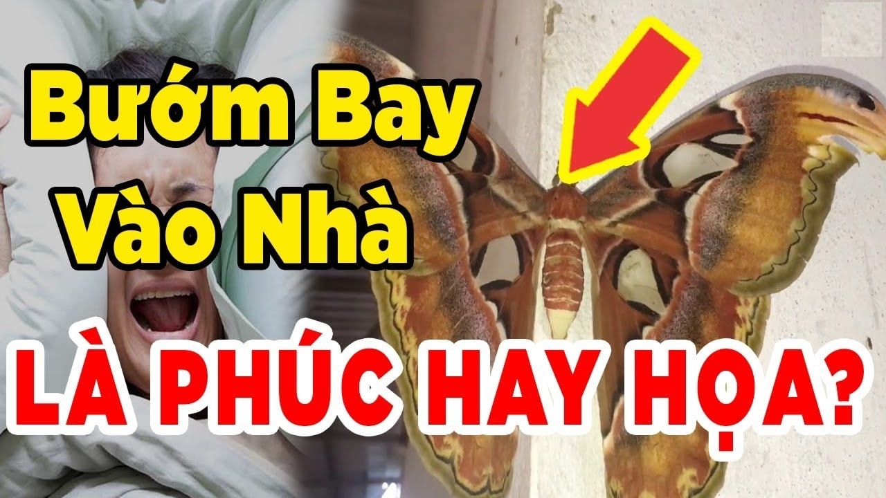 Bướm bay vào nhà là điềm tốt hay điềm xấu? | Taxi Tải Thành Hưng