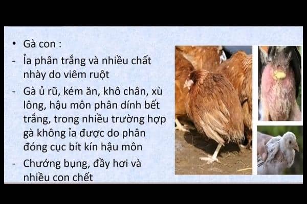 Bệnh thương hàn trên gà - Triệu chứng và cách điều trị 