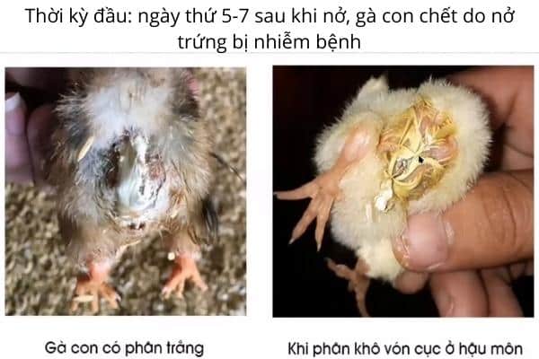 Bệnh thương hàn trên gà - Triệu chứng và cách điều trị 