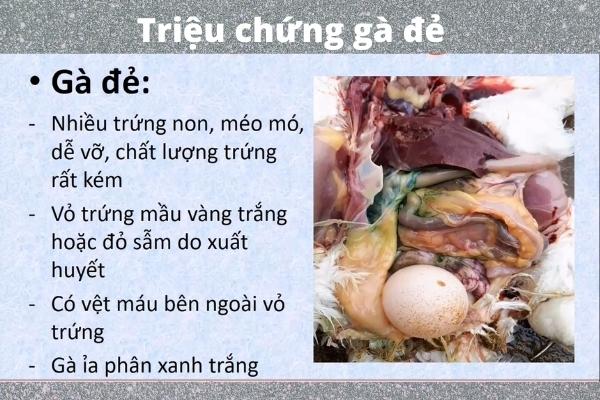 Bệnh thương hàn trên gà - Triệu chứng và cách điều trị 