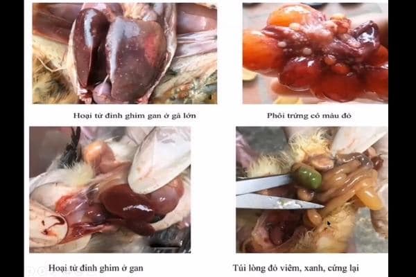 Bệnh thương hàn trên gà - Triệu chứng và cách điều trị 