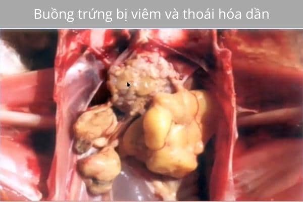 Bệnh thương hàn trên gà - Triệu chứng và cách điều trị 