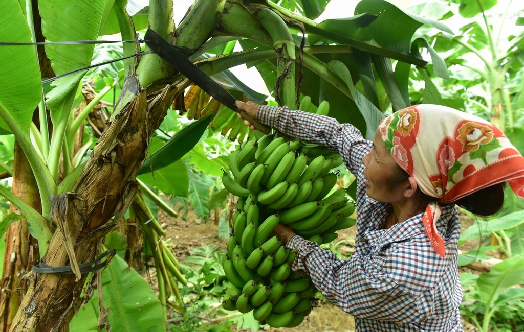 ATTP cuối năm 2018: Bí quyết chăm sóc chuối vụ tết quả to, mập, đẹp... không tì vết