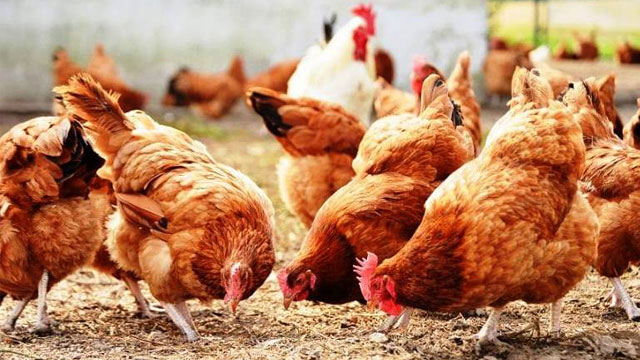 Cách Vệ Sinh Chuồng Gà Đúng Cách - Hoan Duong J.S.C