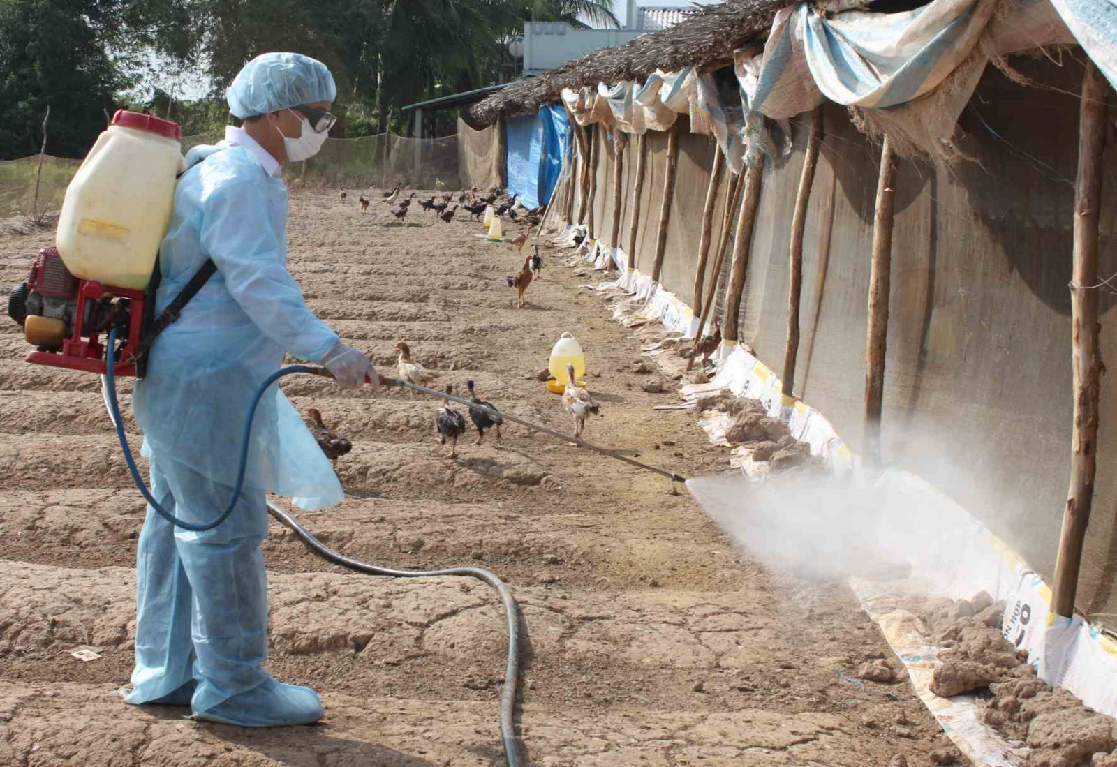 Làm thế nào để vệ sinh chuồng gà? - Tin tức chăn nuôi - Tạp chí chăn nuôi Việt Nam