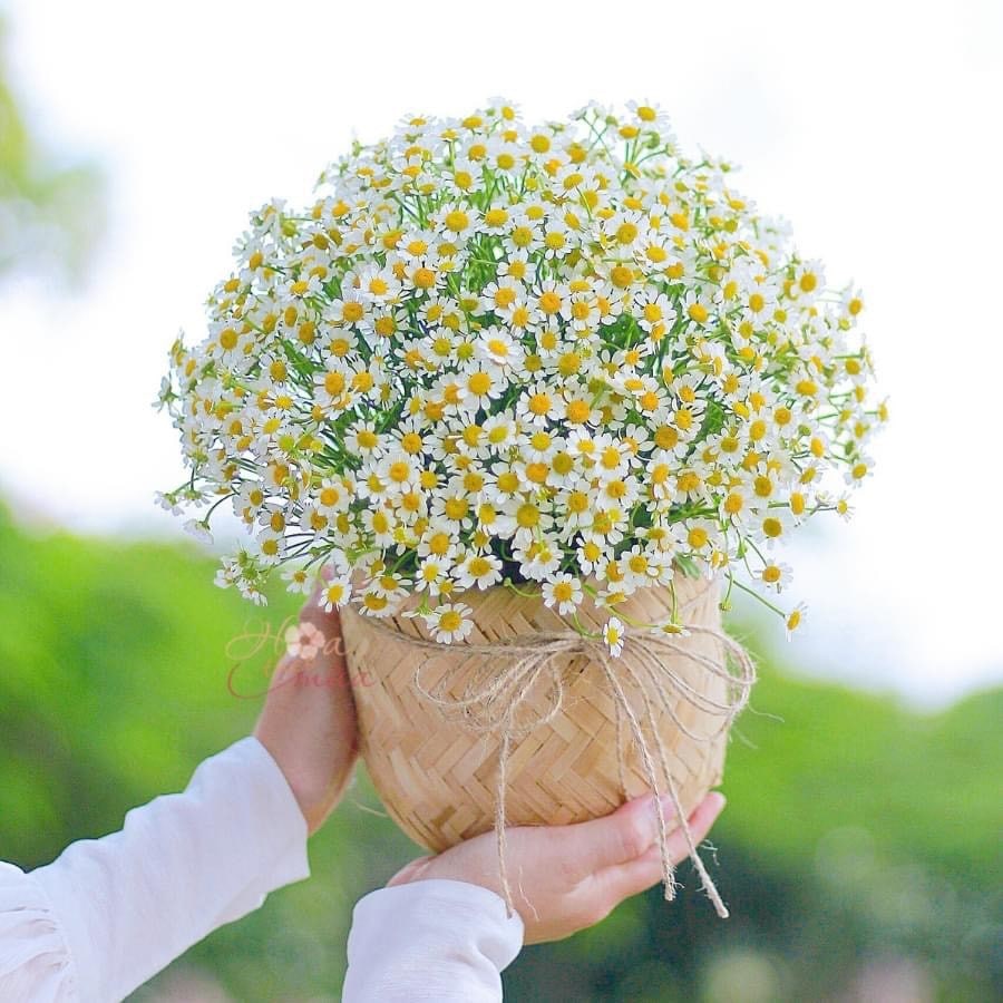 7 loài hoa tượng trưng cho mùa thu, loài hoa nào báo hiệu mùa thu đã đến?