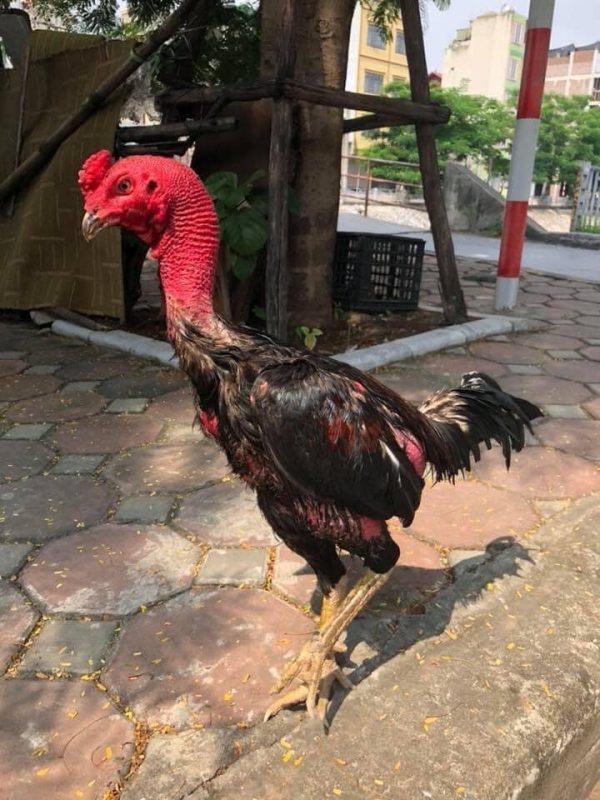 Gà chọi cần phơi nắng và giảm bớt căng thẳng