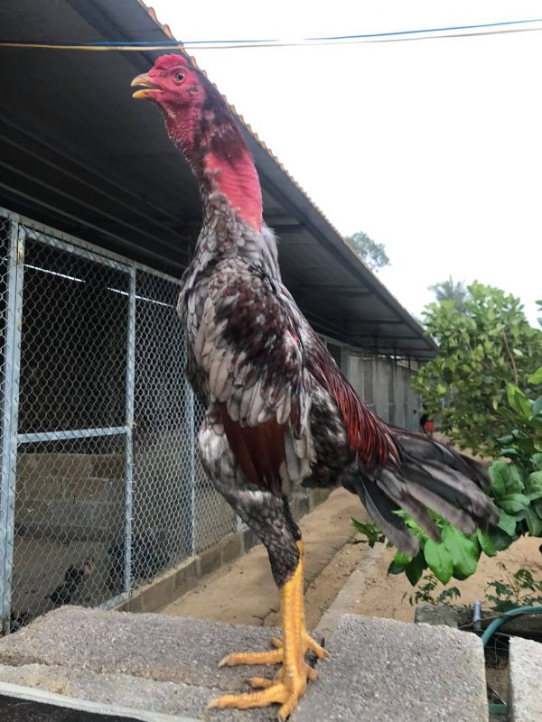 Sử dụng ivermectin để kiểm soát ve chân và các ký sinh trùng ở gà