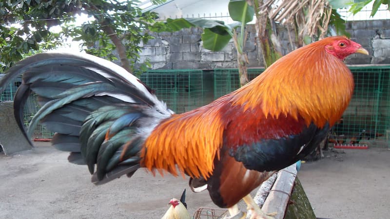 Đặc điểm ngoại hình gà Sweater