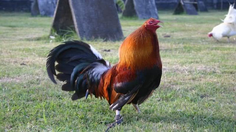 Chăm sóc gà Sweater đúng kỹ thuật