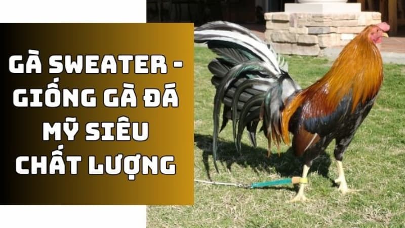 Gà Sweater thi đấu thực tế